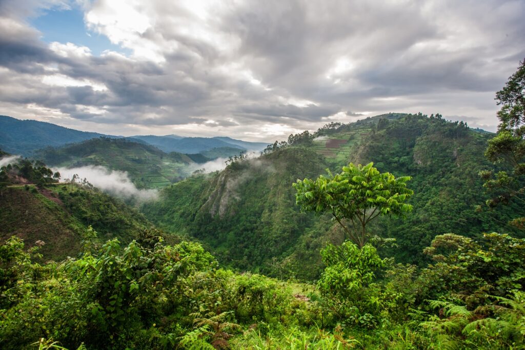 3 days tour of Kigali and Bwindi Impenetrable
