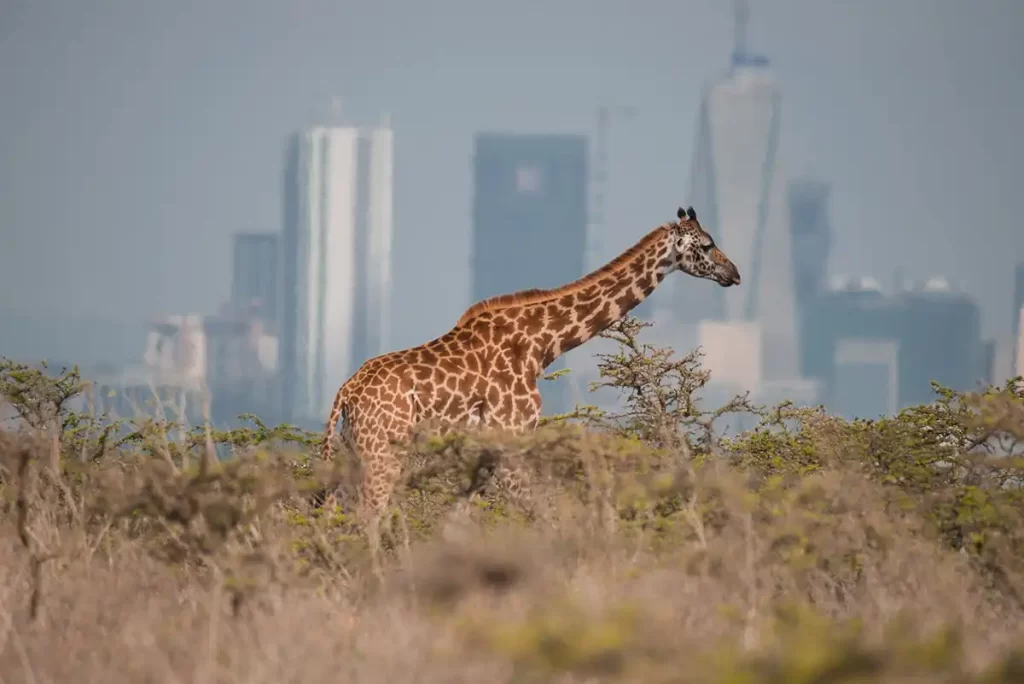 14 days of discovering Nairobi, Ol Pejeta, Aberdare, Naivasha, Victoria Falls (Zimbabwe), Chobe, Kasane, and Johannesburg
