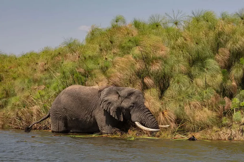 5-day Rwanda safari through Akagera and Volcanoes National Parks