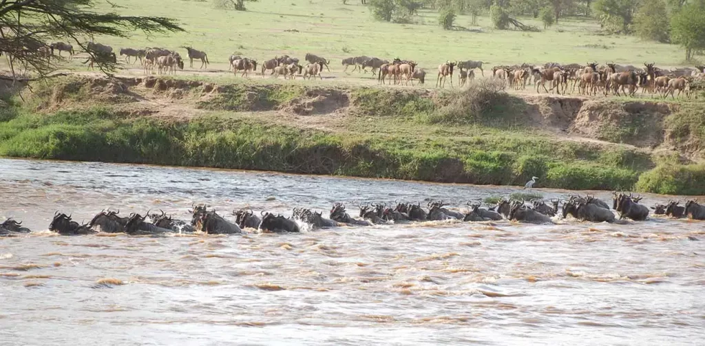 11 days of epic Tanzania and Zimbabwe safari: starting in Arusha, Serengeti, Ngorongoro, Karatu, Victoria Falls, and Zambezi
