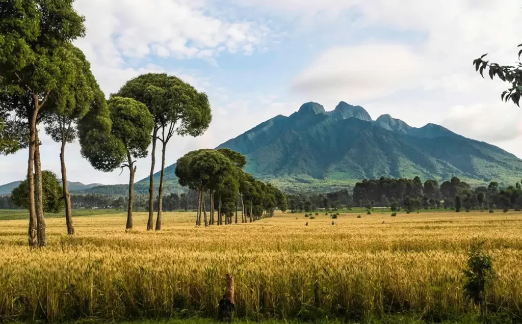 4-day primate safari in Volcanoes National Park